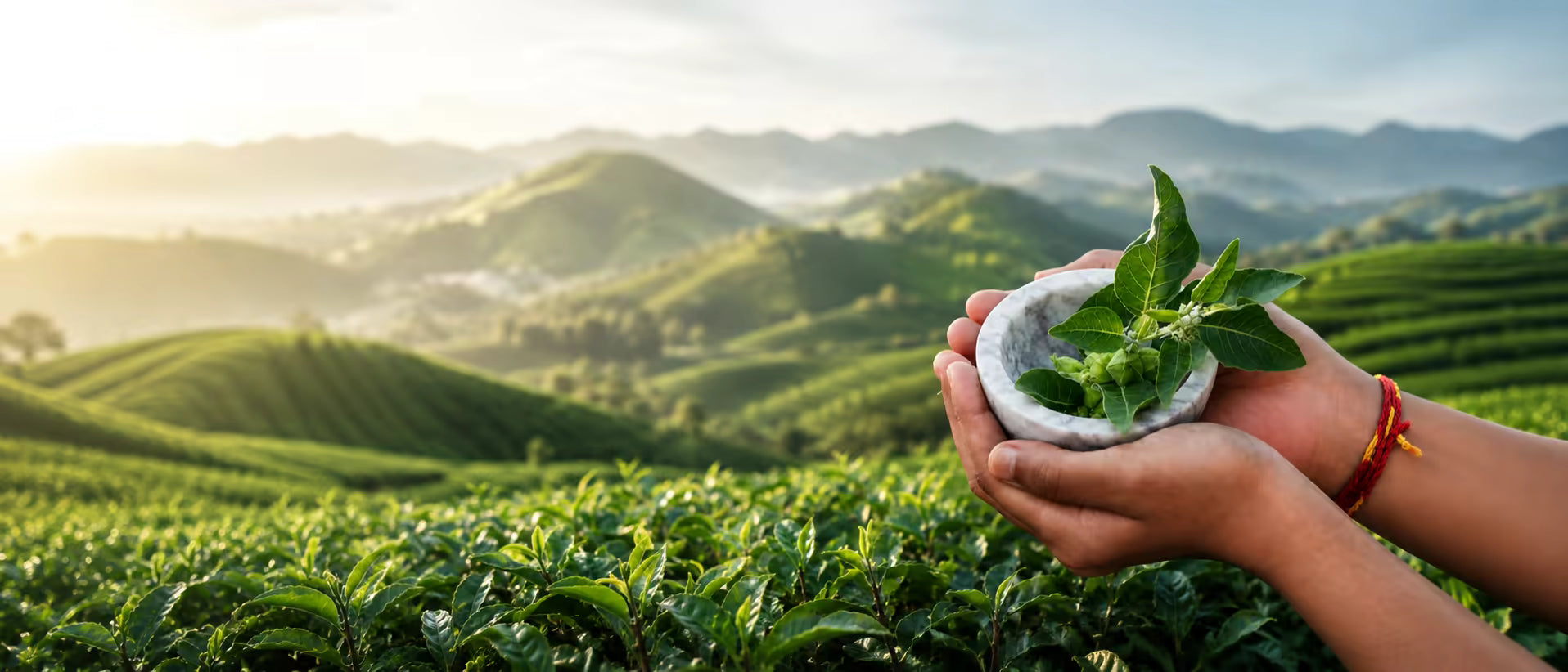 Hands holding green botanical leaves over a mountain landscape